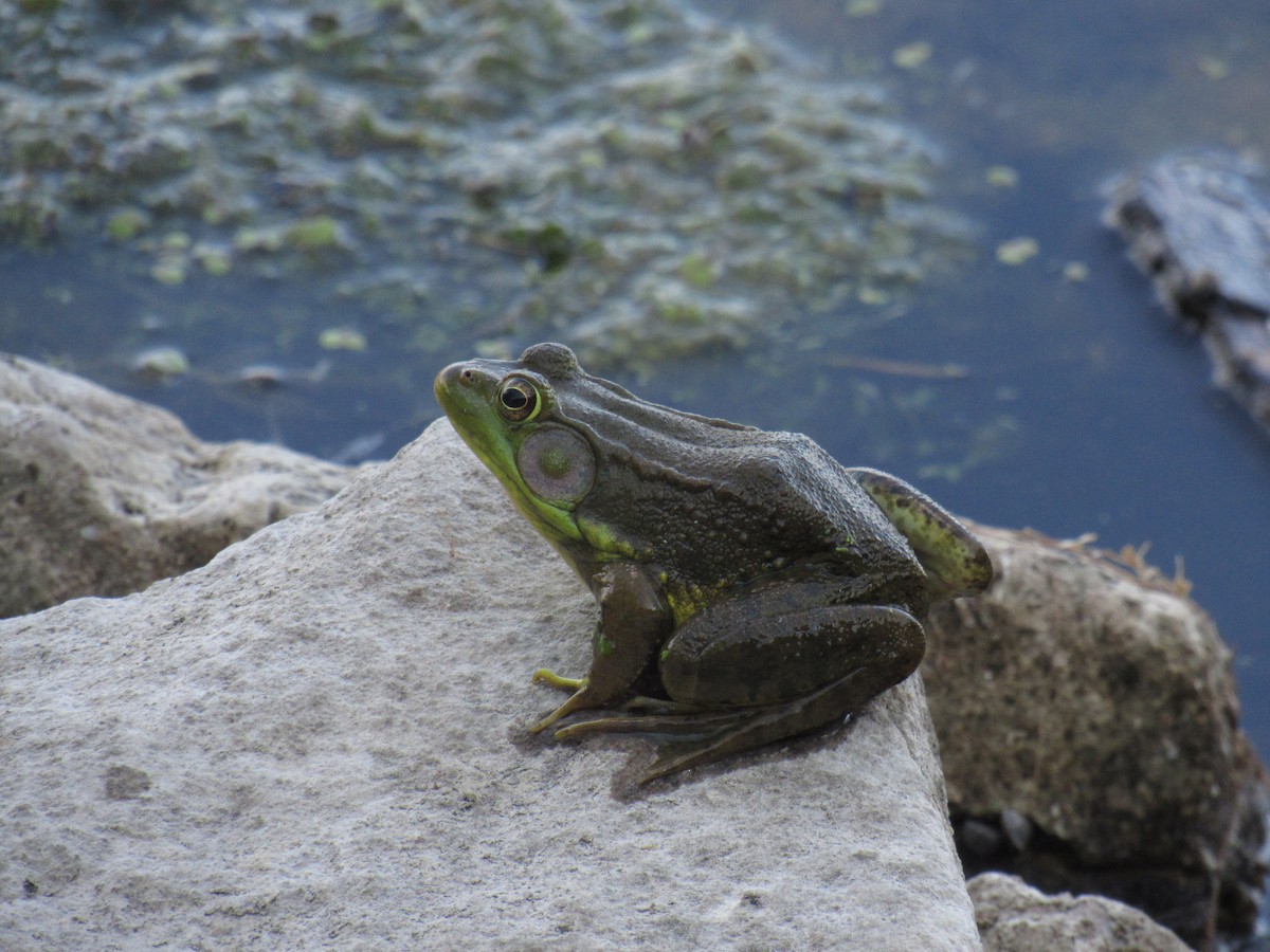 Green Frog - ML645692304