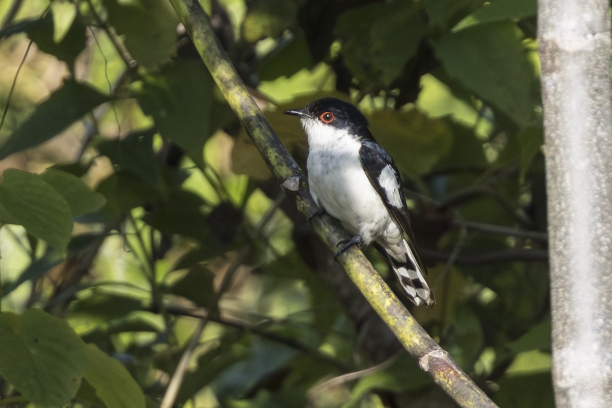 Pied Bronze-Cuckoo - ML645692305