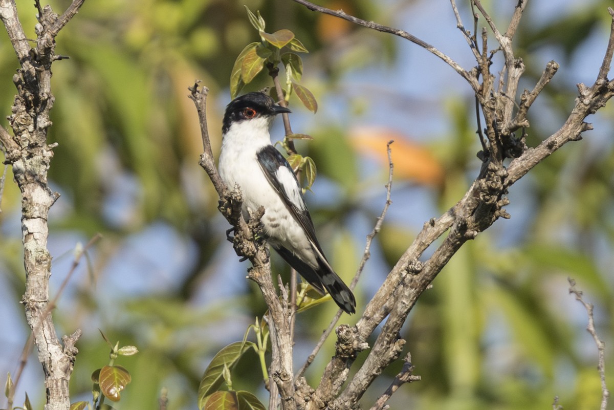 Pied Bronze-Cuckoo - ML645692306