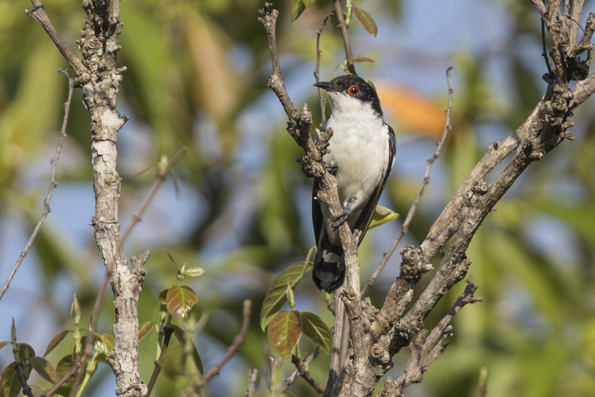 Pied Bronze-Cuckoo - ML645692307