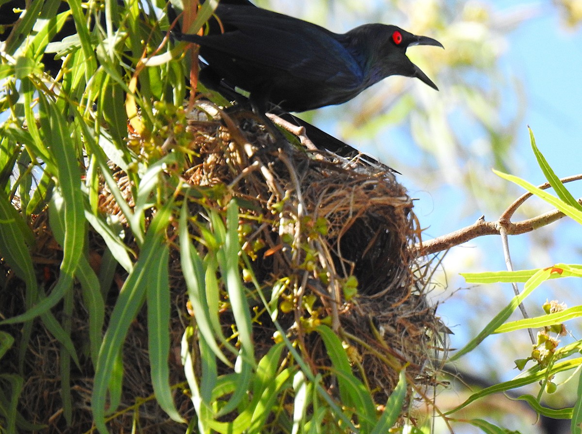 Metallic Starling - ML645692308