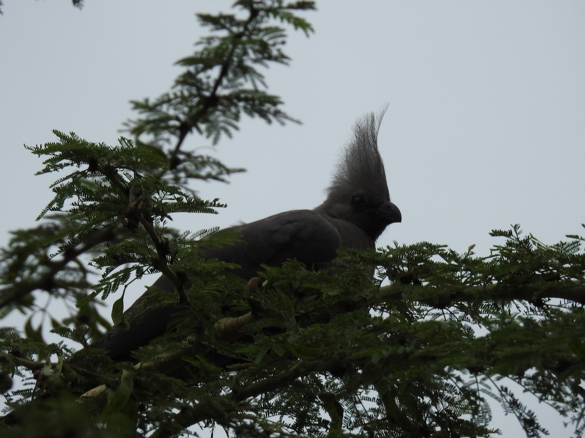 Gray Go-away-bird - ML645692309