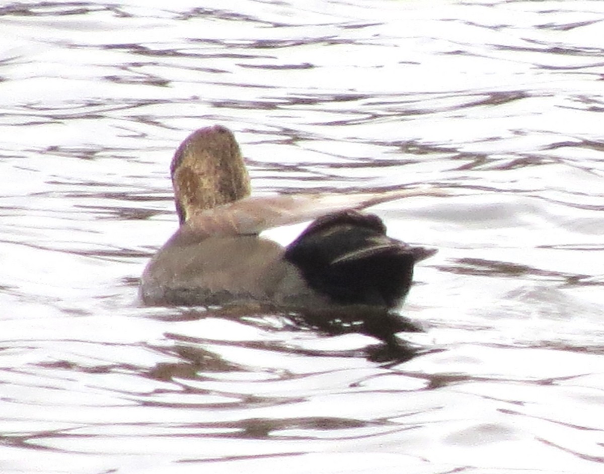 赤膀鴨 - ML645692310