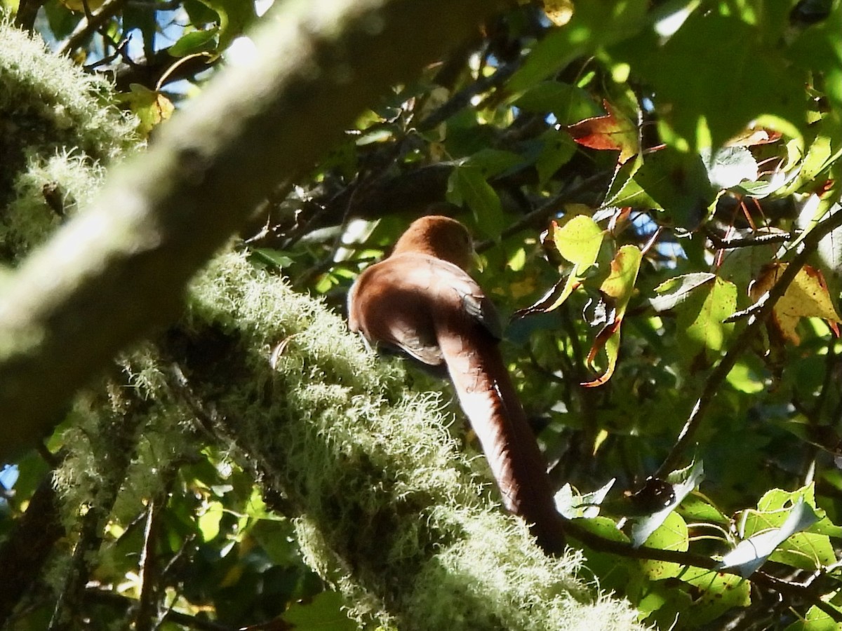 Common Squirrel-Cuckoo - ML645692311