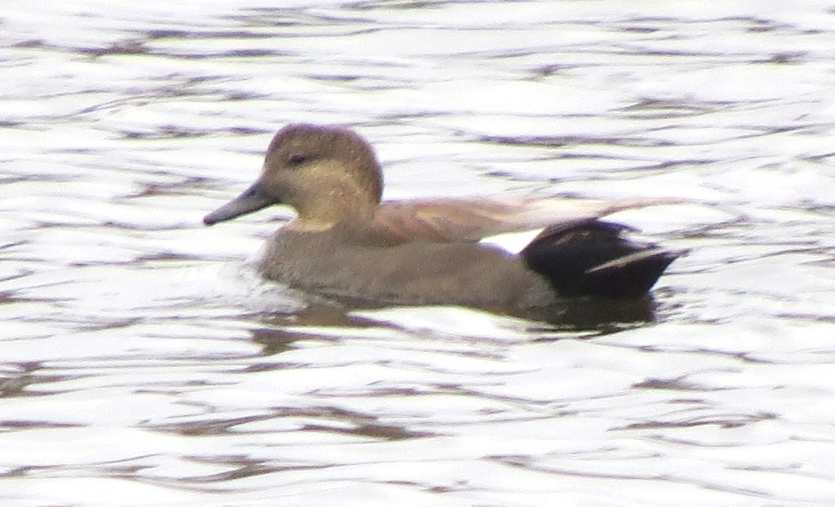 赤膀鴨 - ML645692313