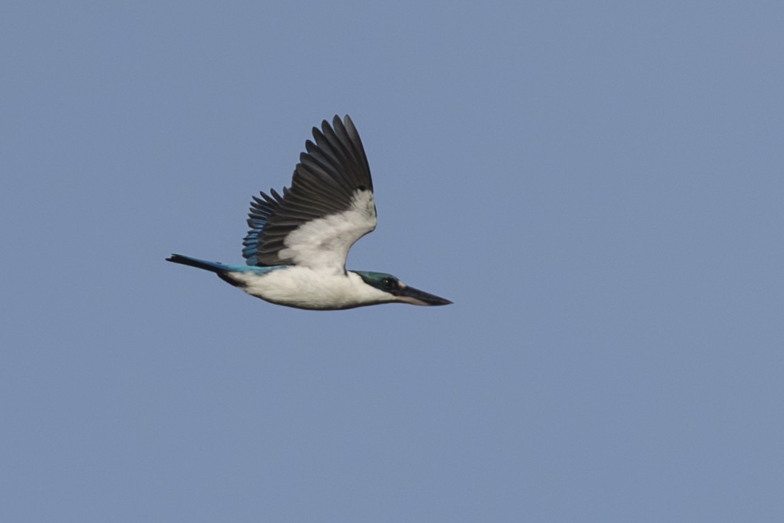 白領翡翠 - ML645692314