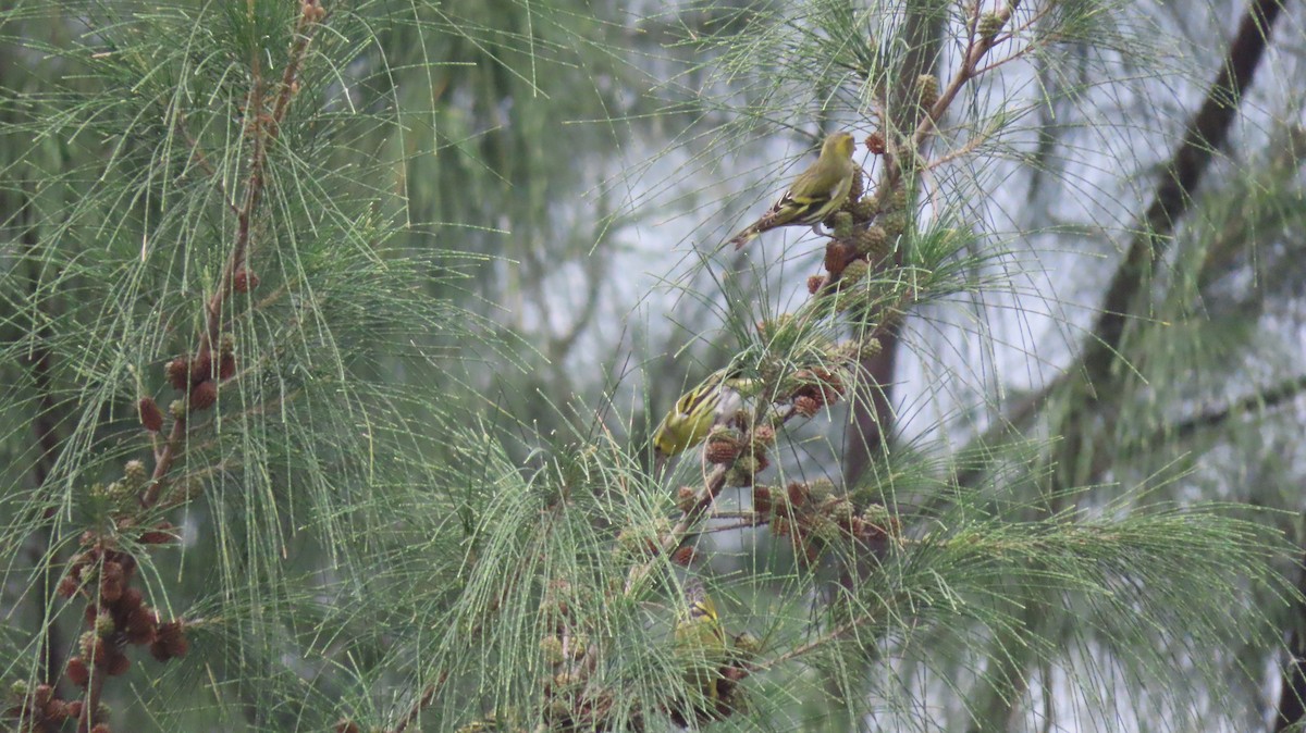 黃雀 - ML645692315