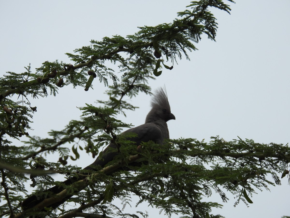 Gray Go-away-bird - ML645692316