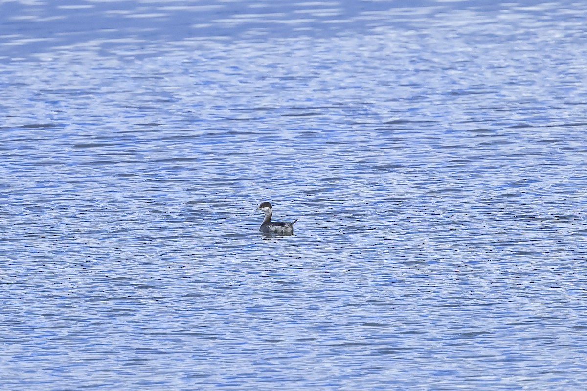 角鸊鷉 - ML645692317