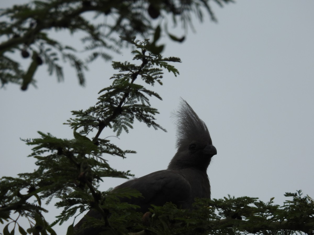 Gray Go-away-bird - ML645692320