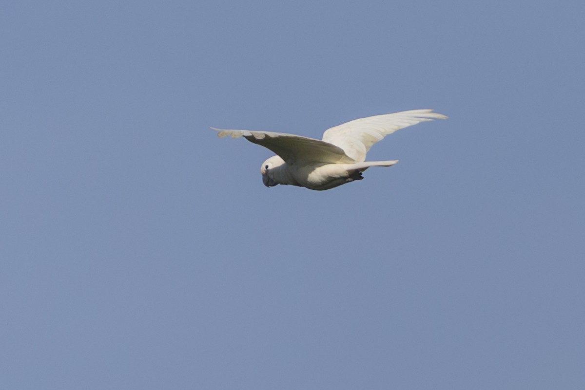 戈芬氏鳳頭鸚鵡 - ML645692321