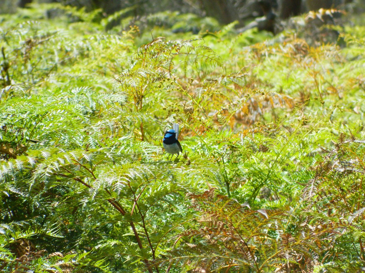 Superb Fairywren - ML645692322
