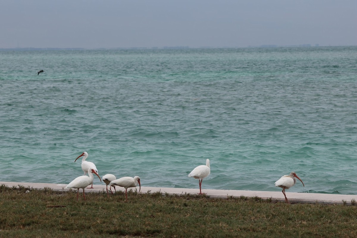 White Ibis - ML645692323