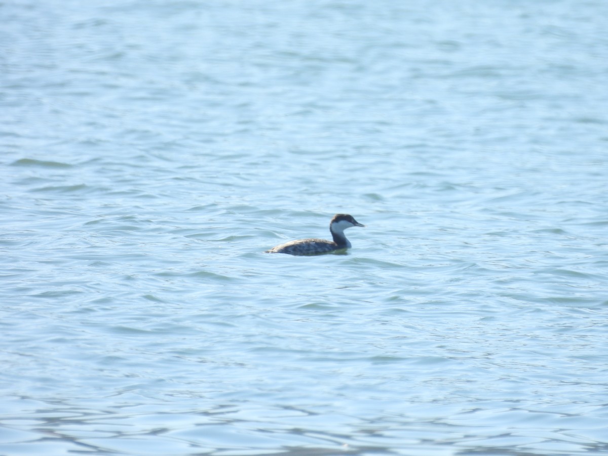 角鸊鷉 - ML645692326