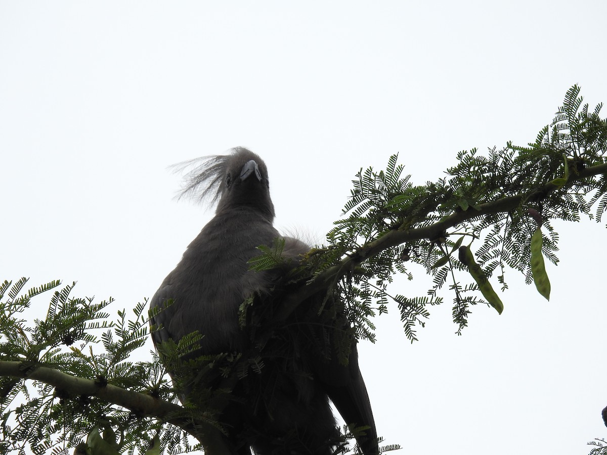 Gray Go-away-bird - ML645692329