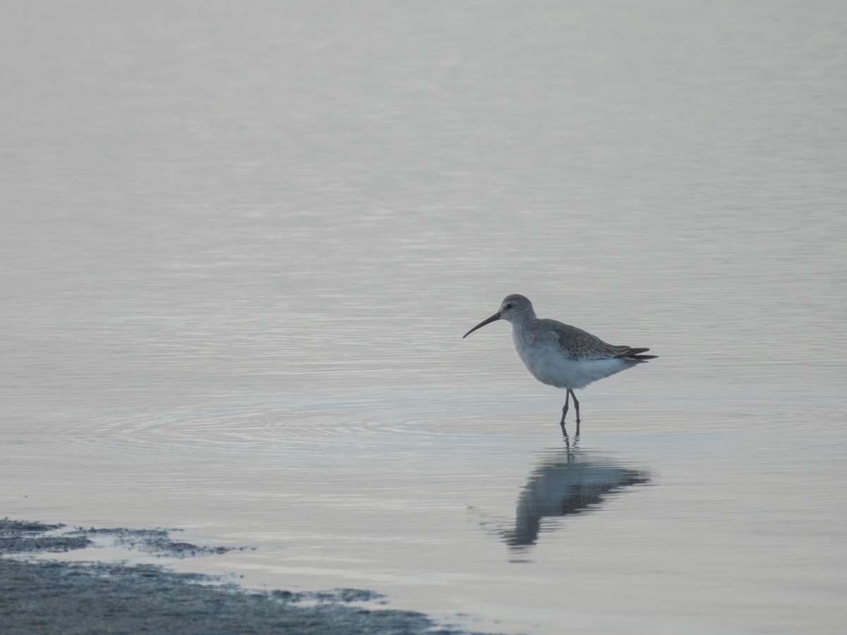 彎嘴濱鷸 - ML645692331