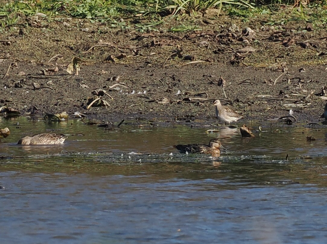 長嘴半蹼鷸 - ML645692332