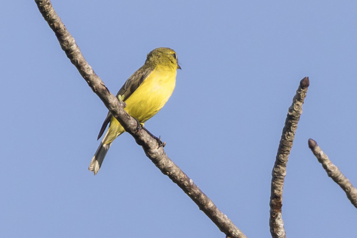 Golden-bellied Flyrobin - ML645692334