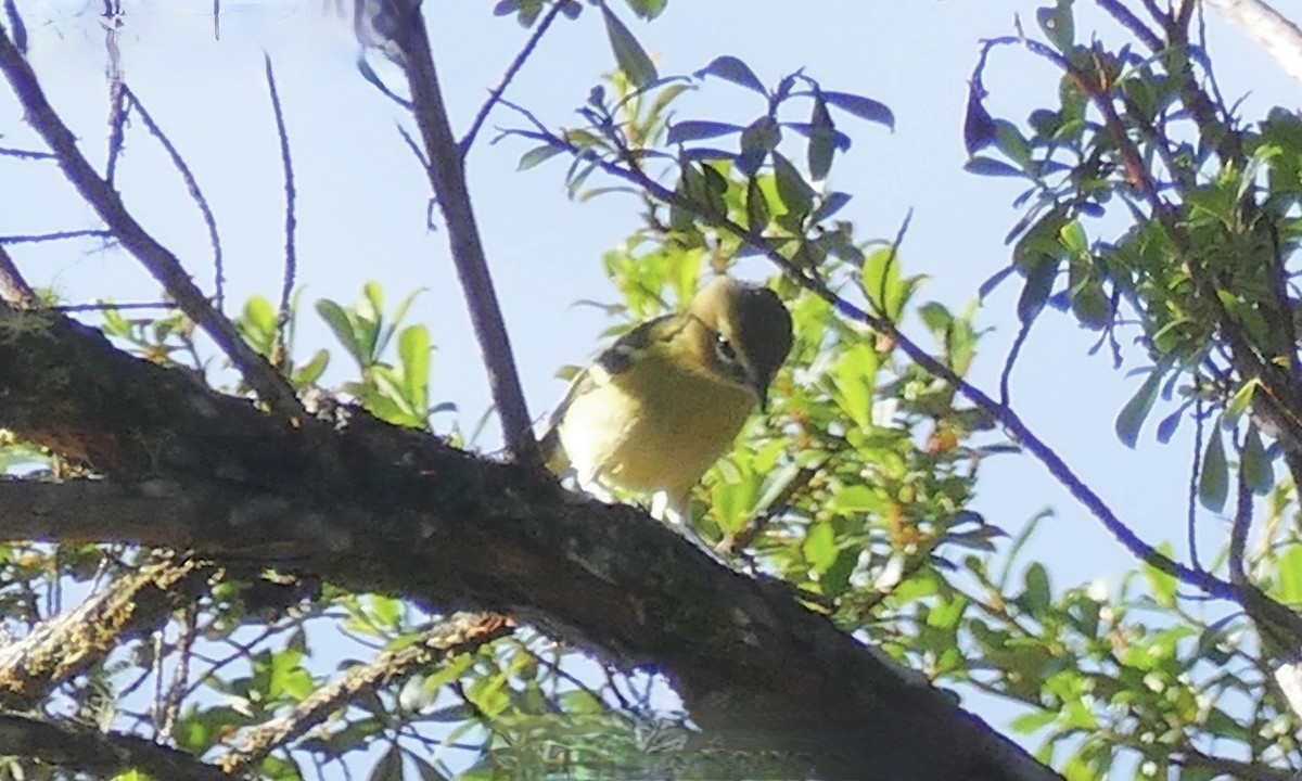 Yellow-winged Vireo - ML645692337