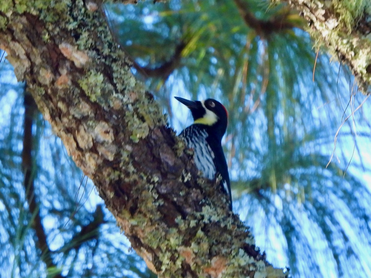Acorn Woodpecker - ML645692339