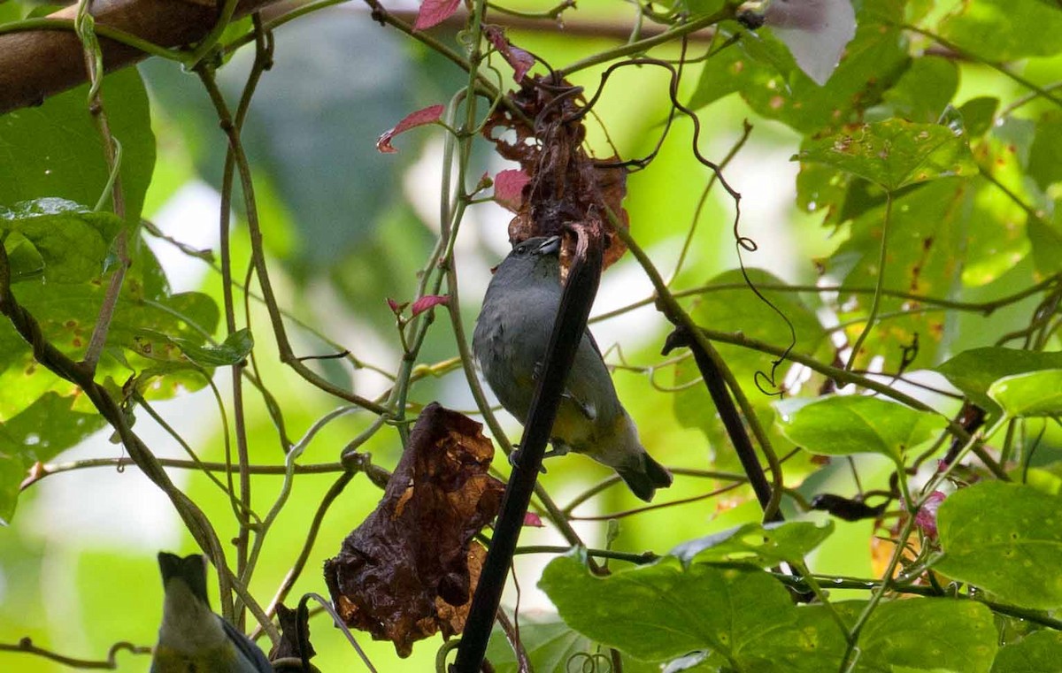 Jamaican Euphonia - ML645692342