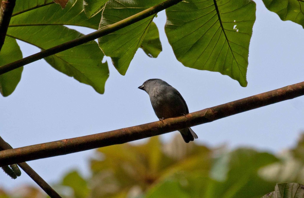 Jamaican Euphonia - ML645692343