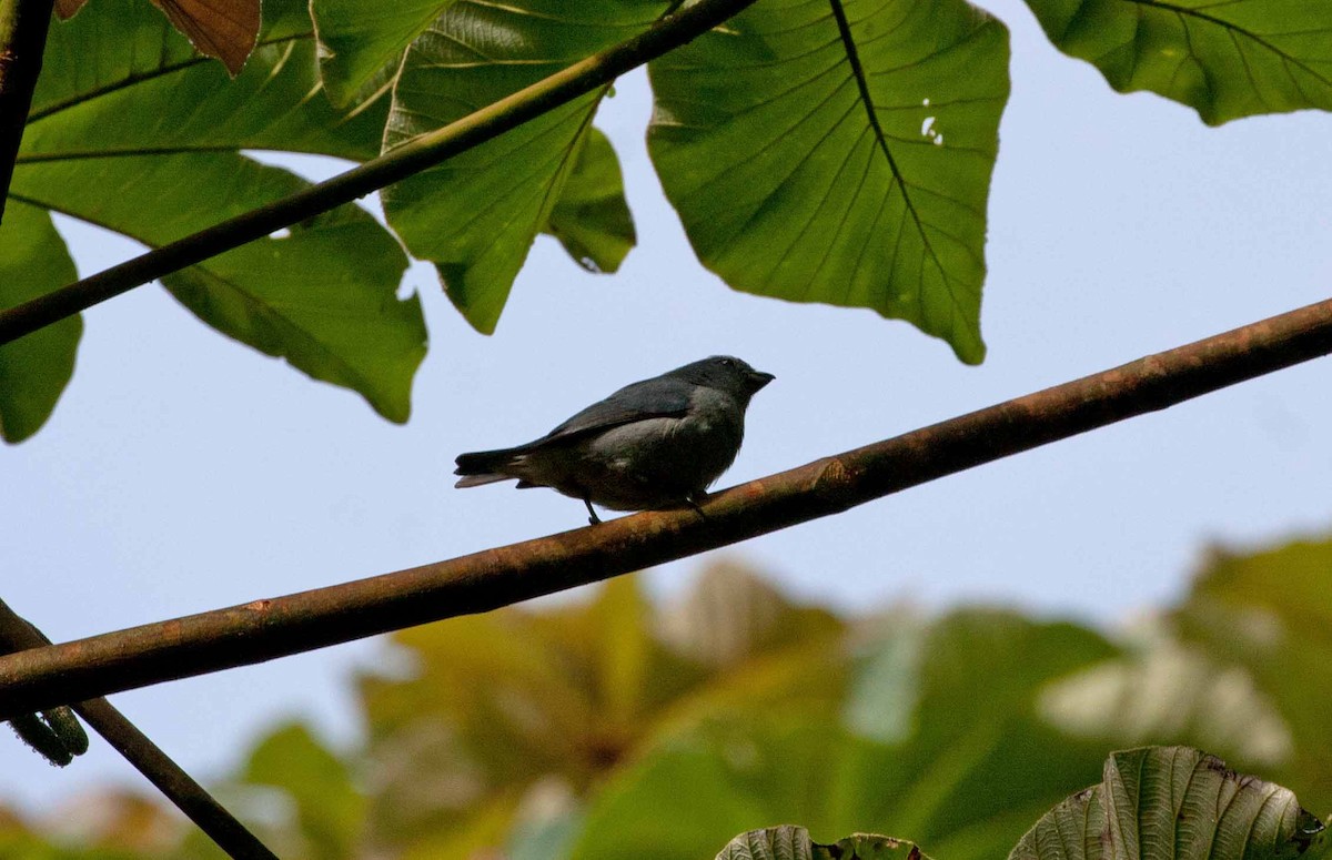 Jamaican Euphonia - ML645692344