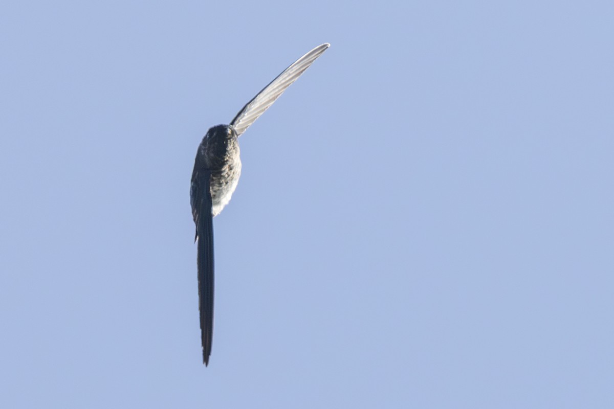 Glossy Swiftlet - ML645692348