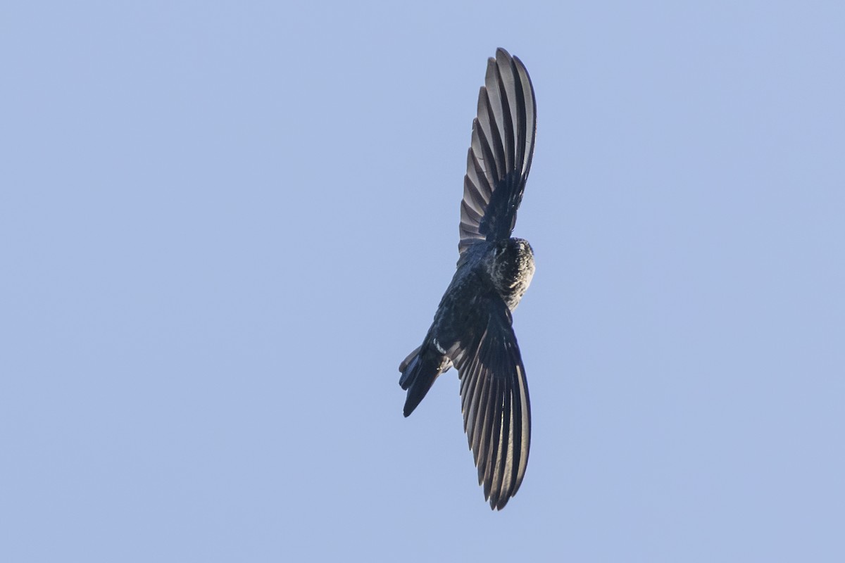 Glossy Swiftlet - ML645692349