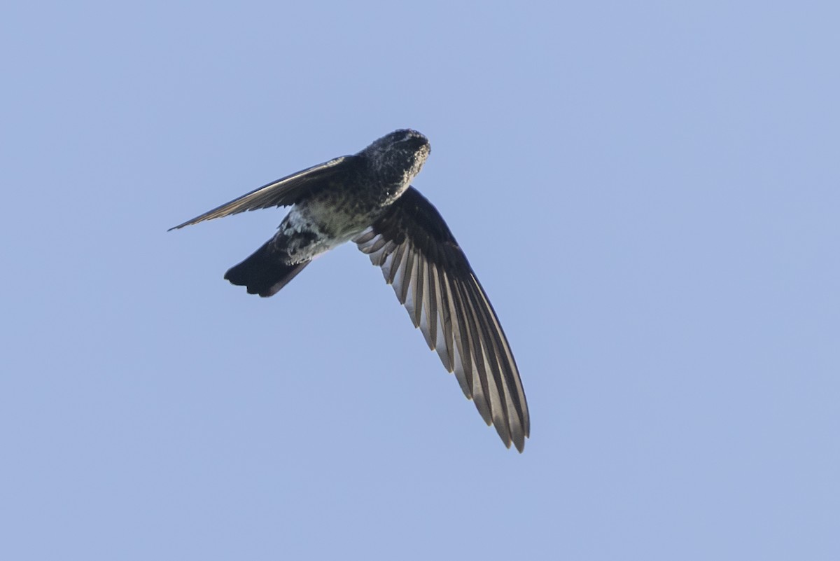 Glossy Swiftlet - ML645692350