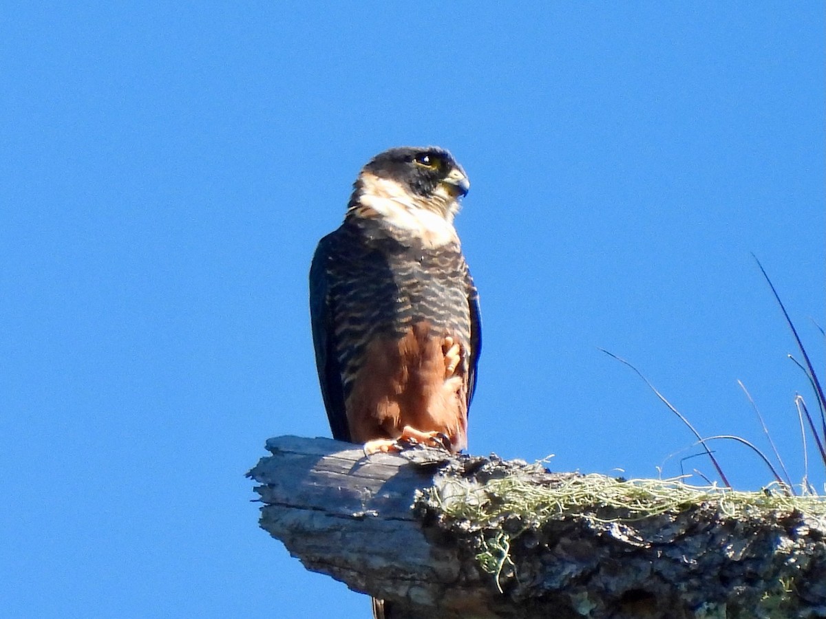 Bat Falcon - ML645692351