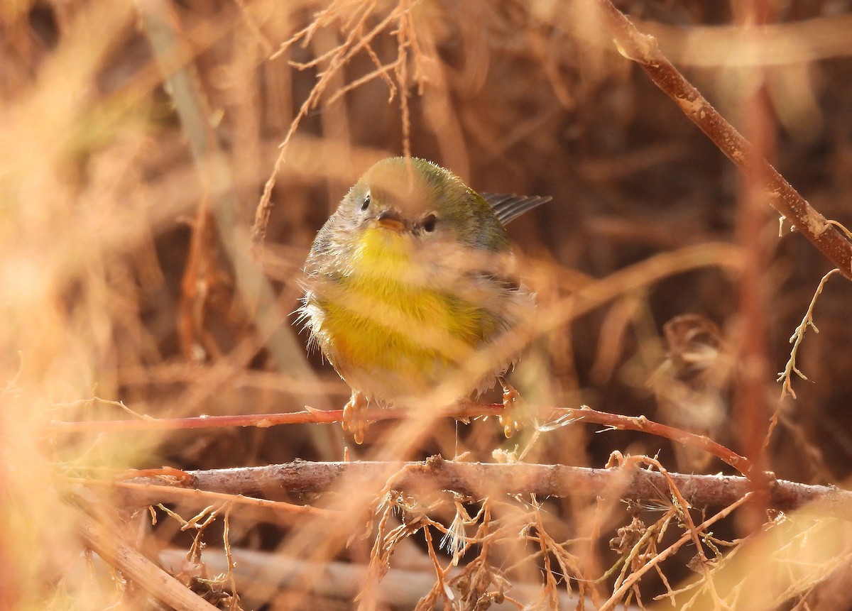 Northern Parula - ML645692356