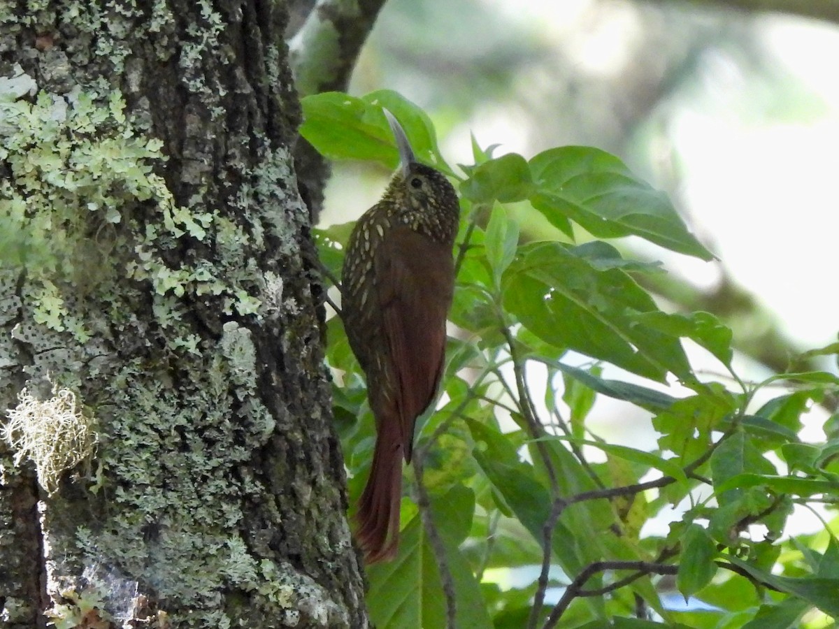 Spot-crowned Woodcreeper - ML645692358