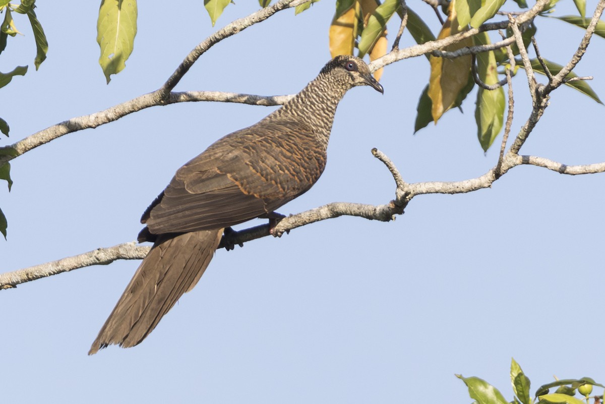 Tanimbar Cuckoo-Dove - ML645692361