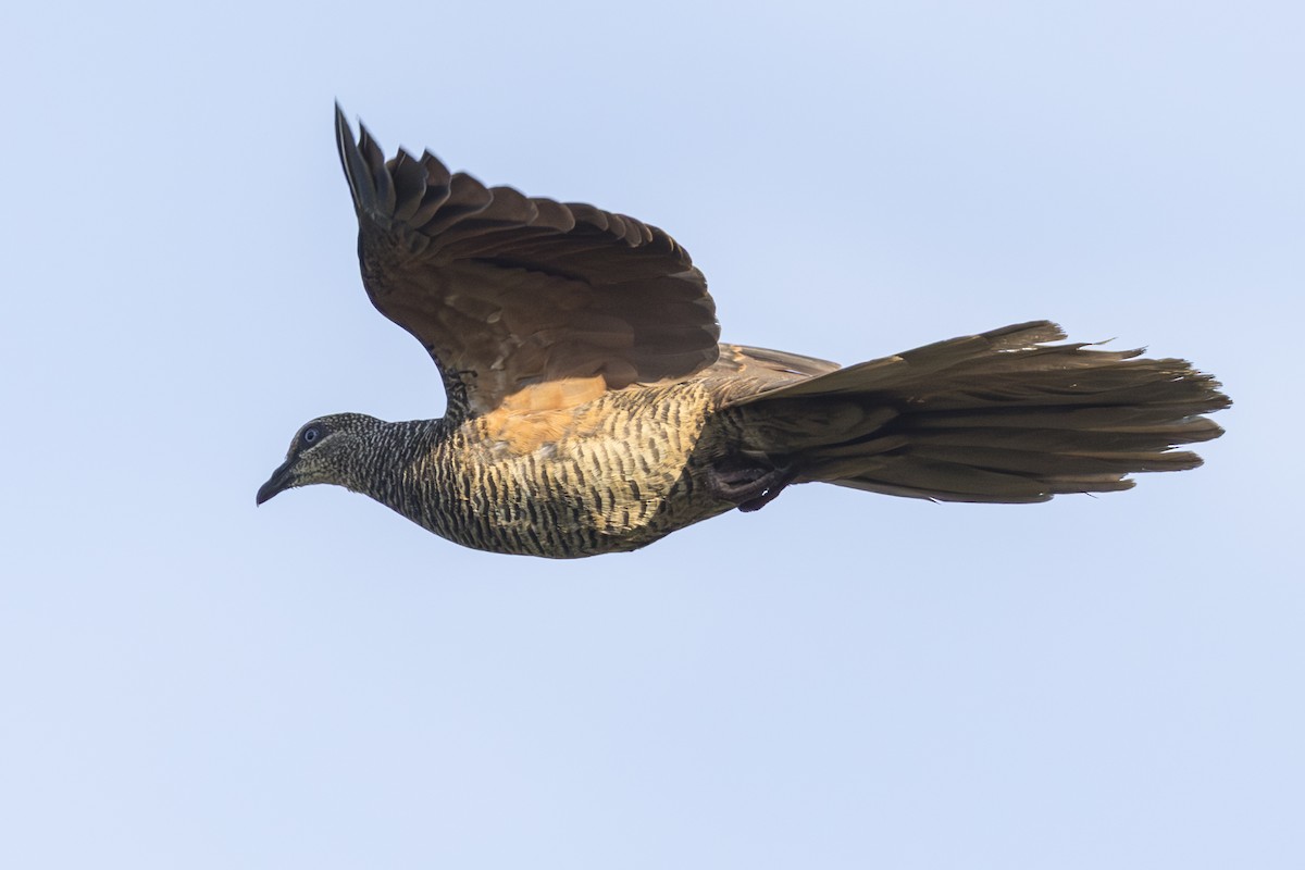 Tanimbar Cuckoo-Dove - ML645692362