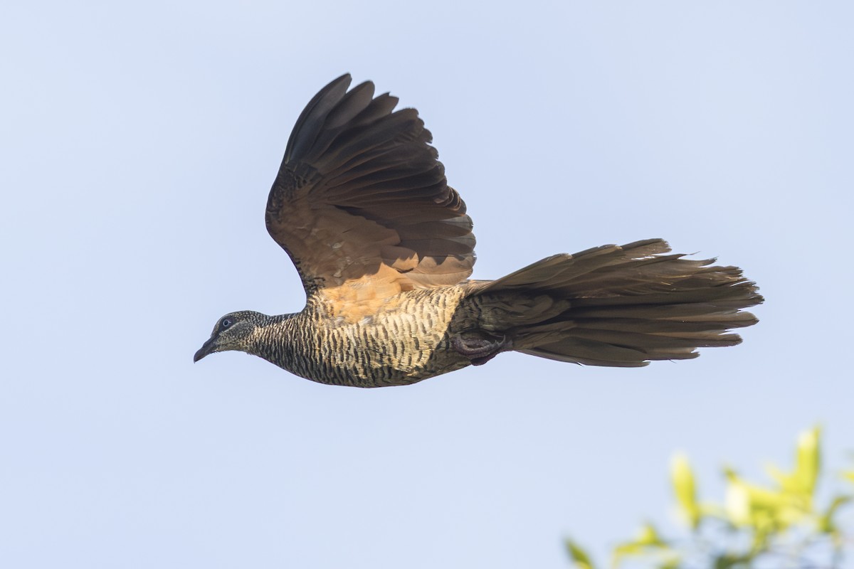 Tanimbar Cuckoo-Dove - ML645692364