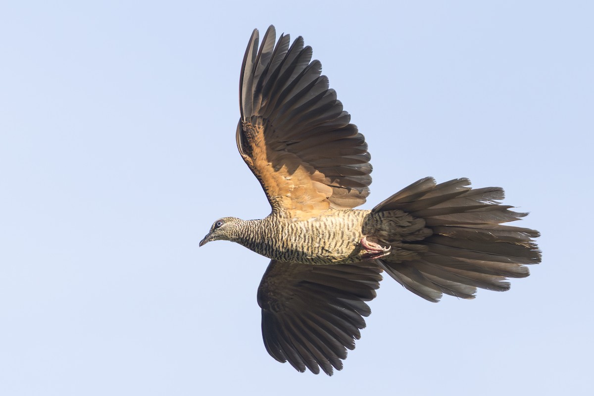 Tanimbar Cuckoo-Dove - ML645692365