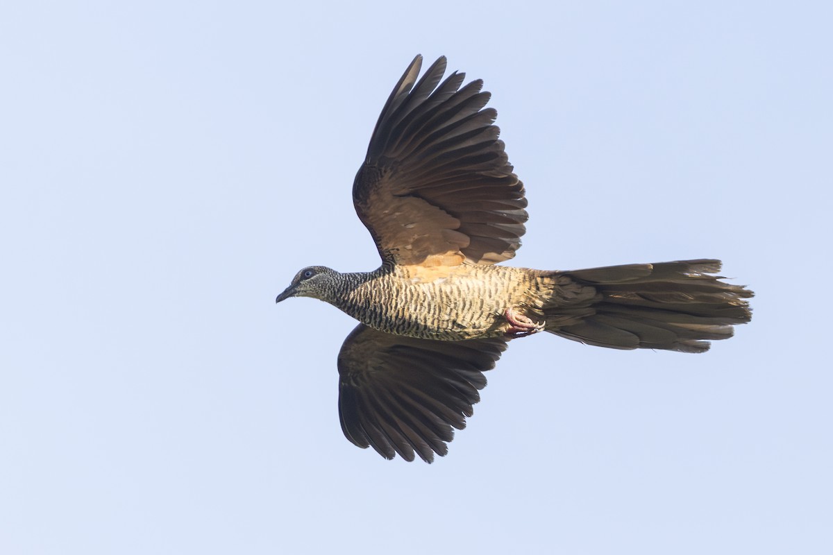 Tanimbar Cuckoo-Dove - ML645692366