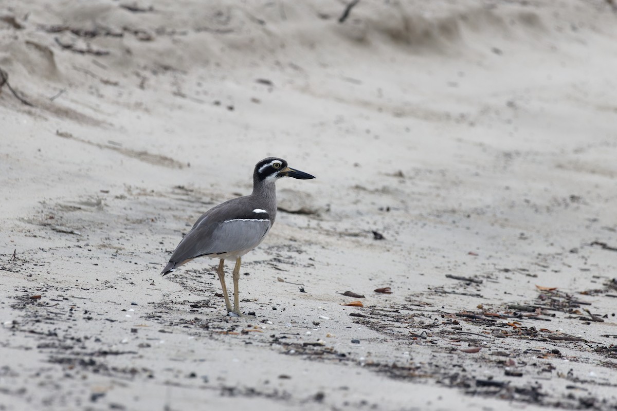 Beach Thick-knee - ML645692370