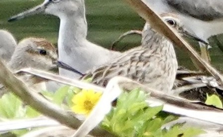 Bécasseau à queue pointue - ML645692376