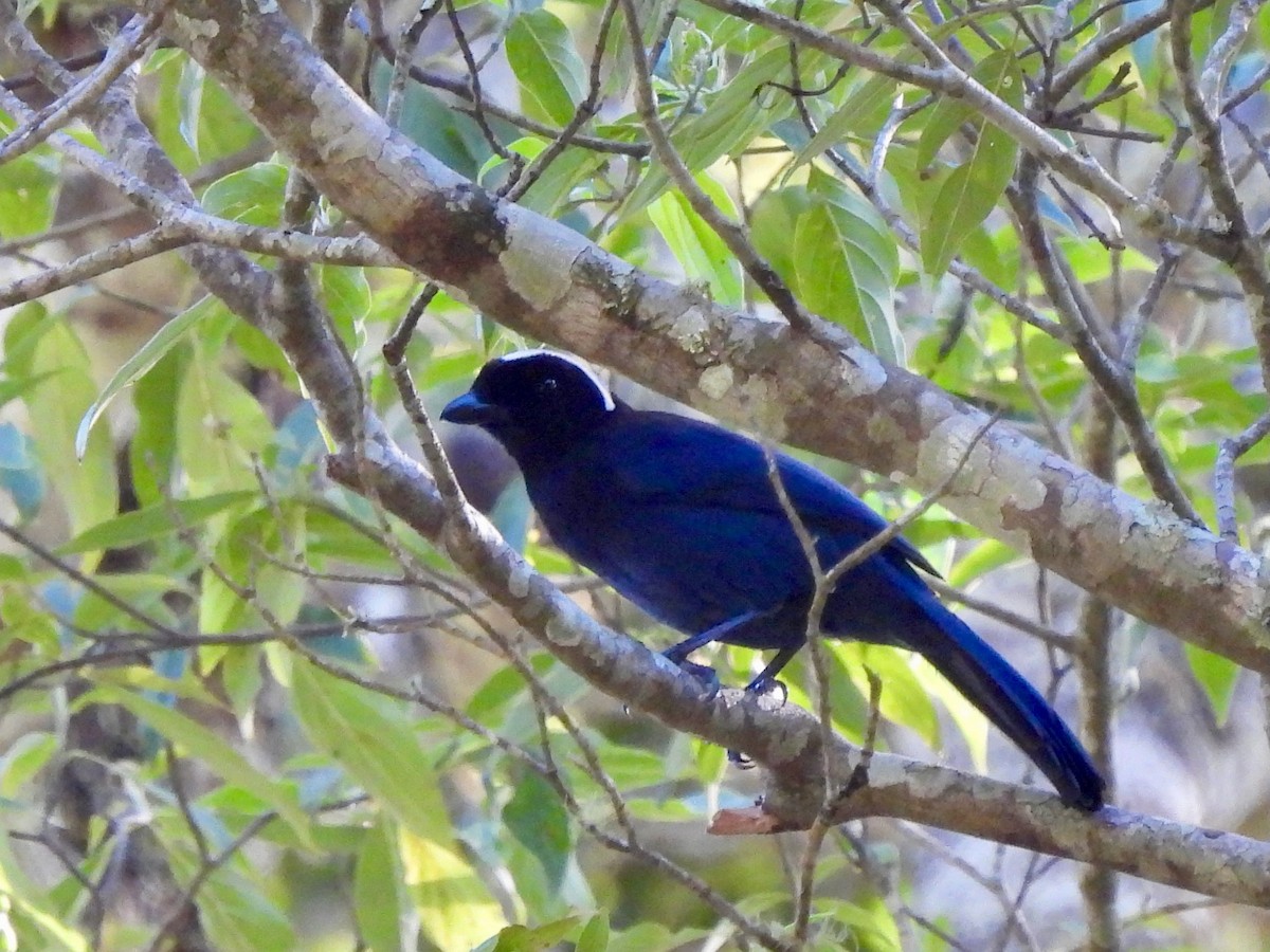 Azure-hooded Jay - ML645692377