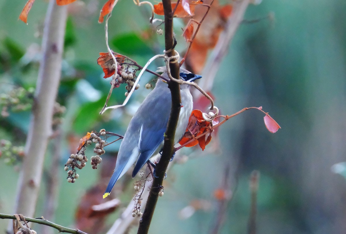 Cedar Waxwing - ML645692381