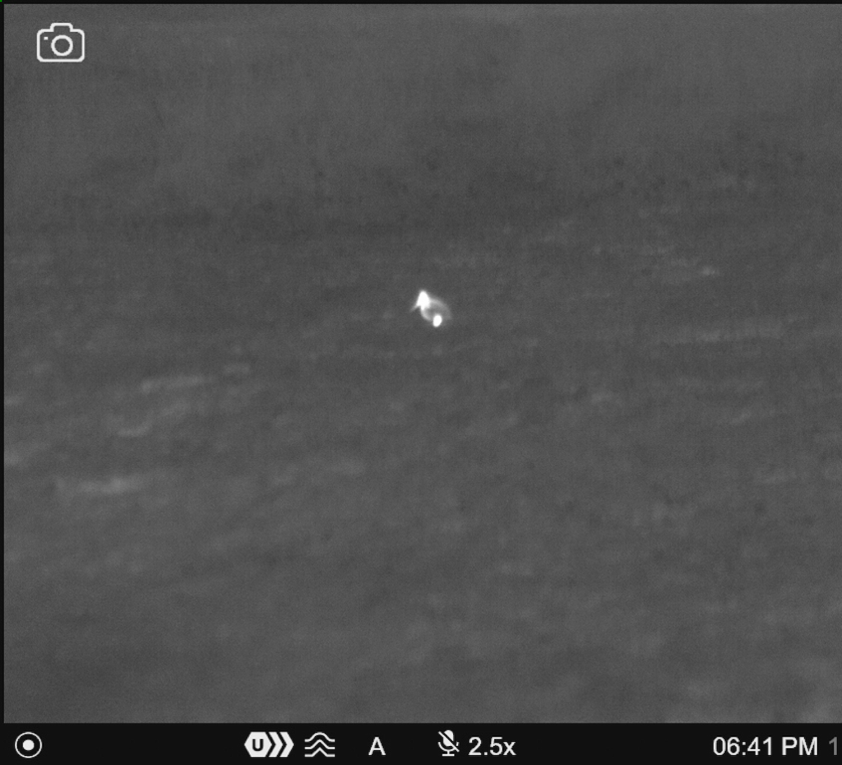 American Woodcock - ML645692384