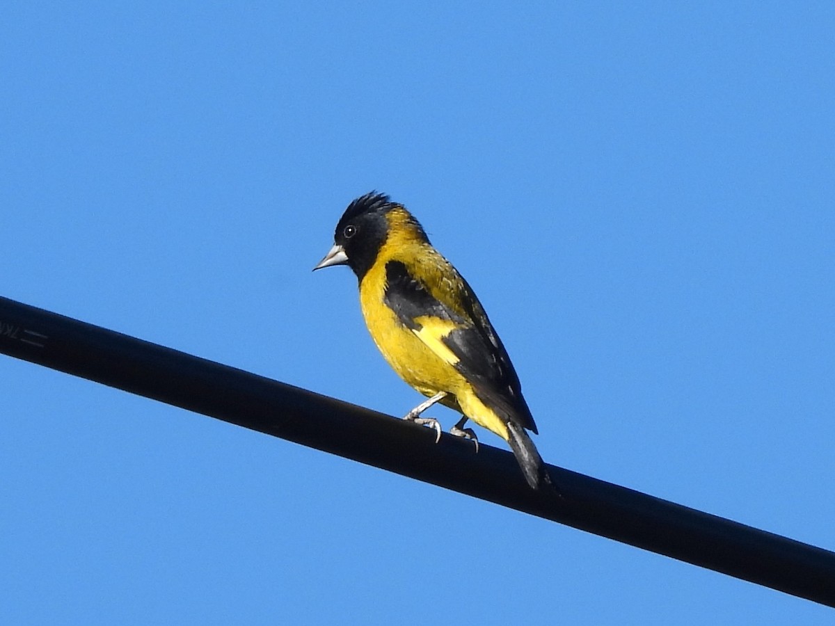 Black-headed Siskin - ML645692387