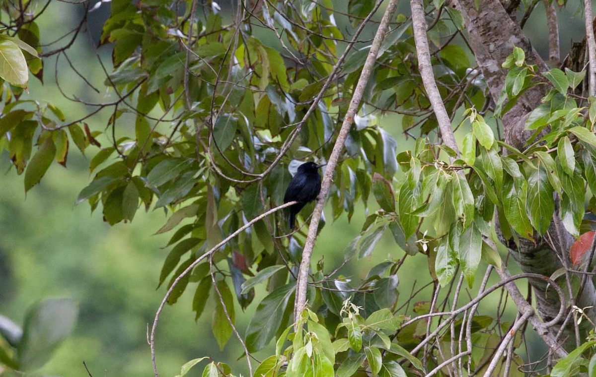 Jamaican Blackbird - ML645692389