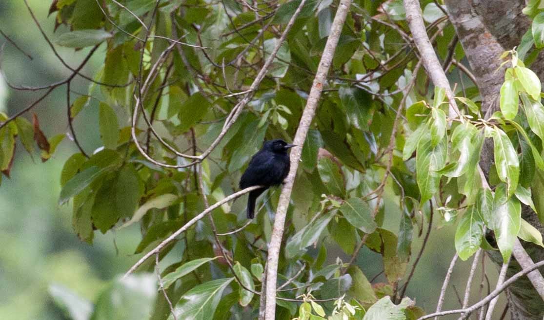 Jamaican Blackbird - ML645692390
