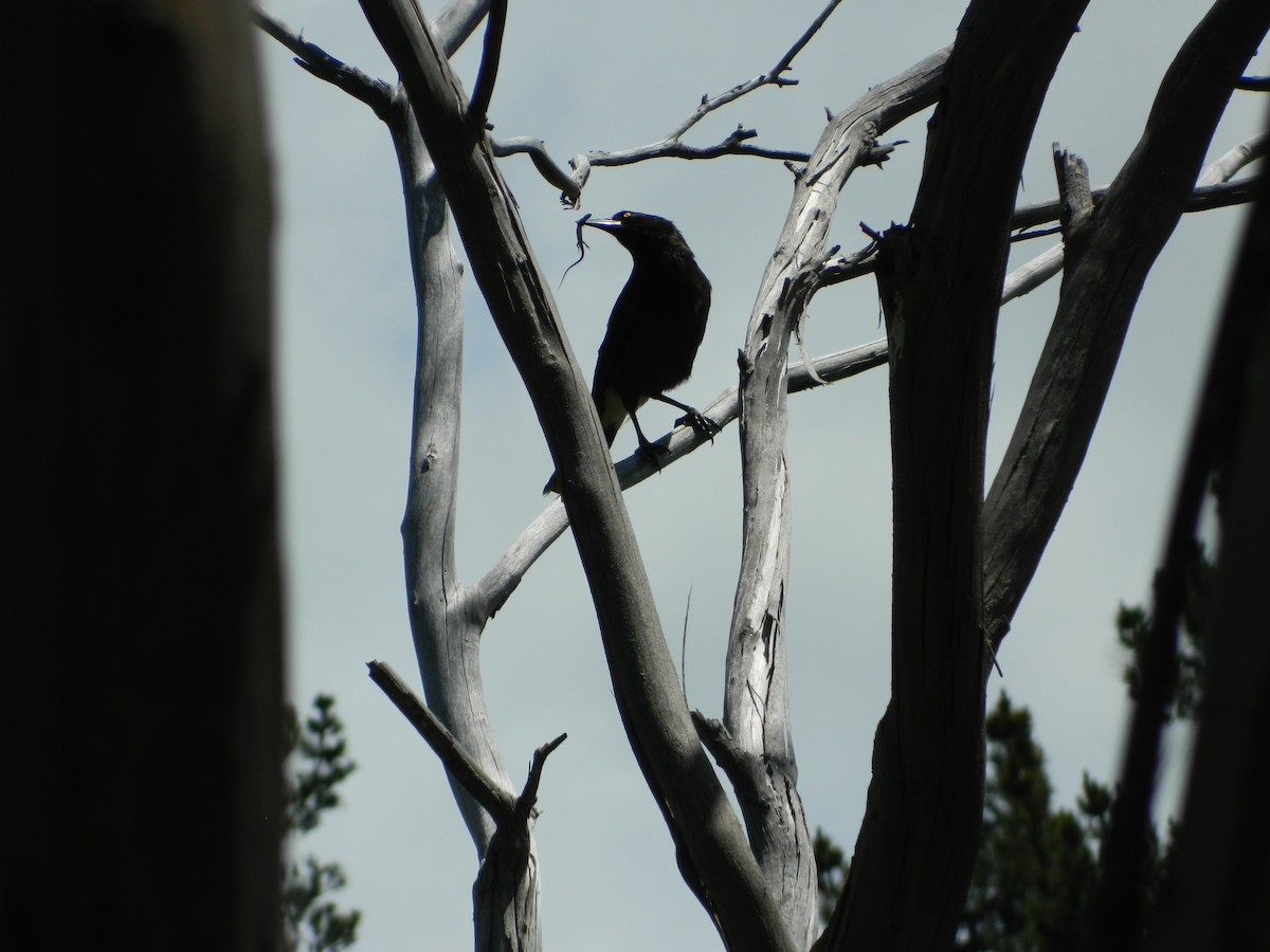 flétňák bělořitý - ML645692392