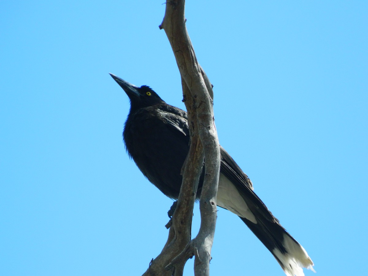 flétňák bělořitý - ML645692393