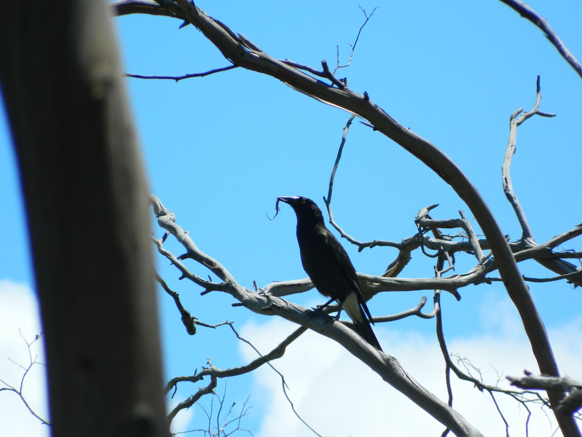 flétňák bělořitý - ML645692394