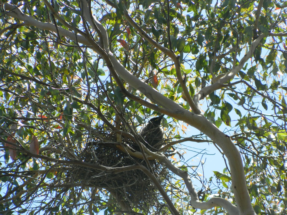 flétňák bělořitý - ML645692395